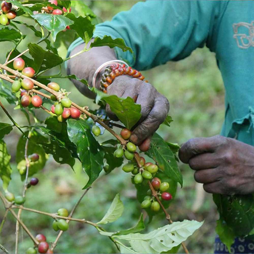 Coffee KARAMELL - 10 Pods