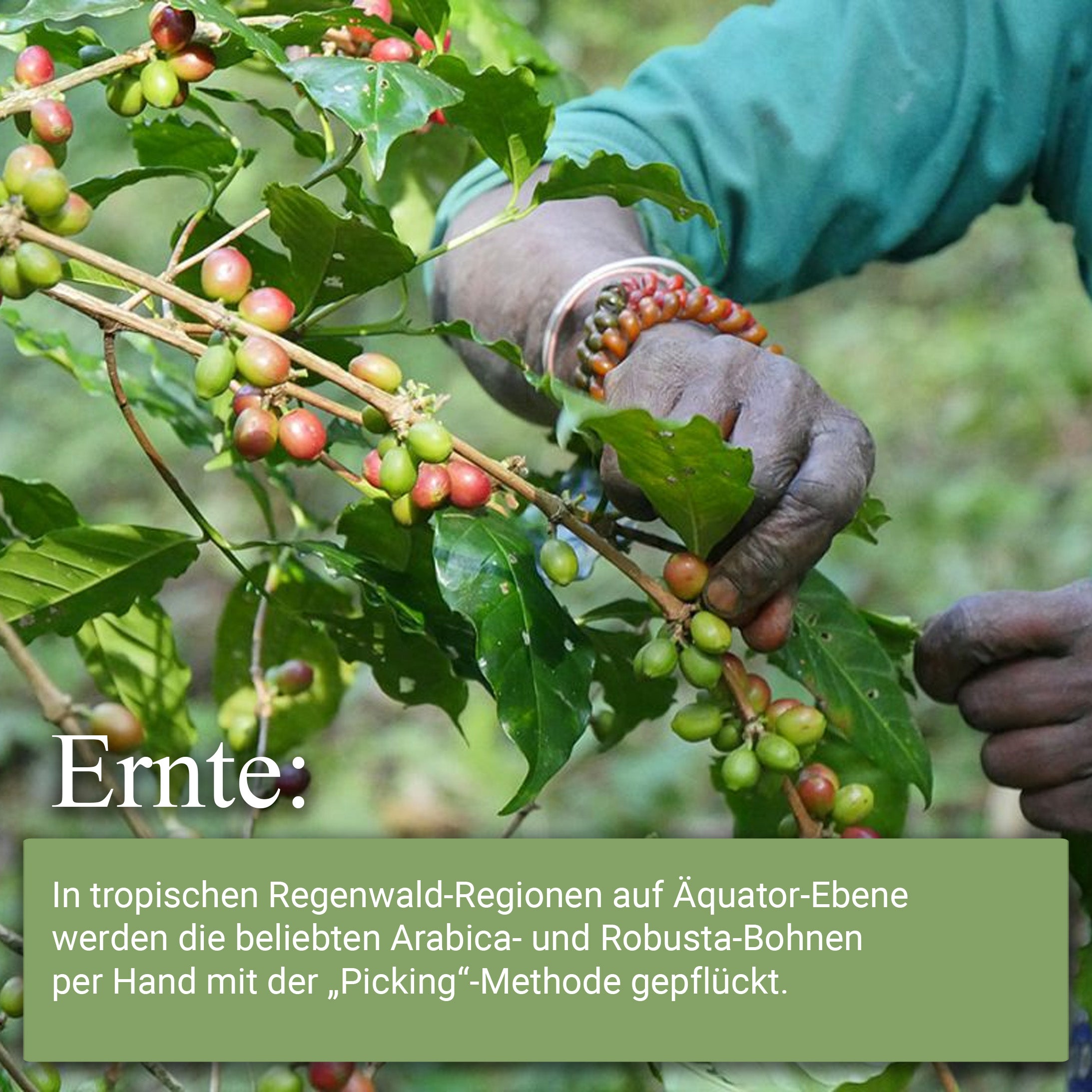 Coffee ORIGIN VIRGIN FOREST BUGINDA - 10 Pods