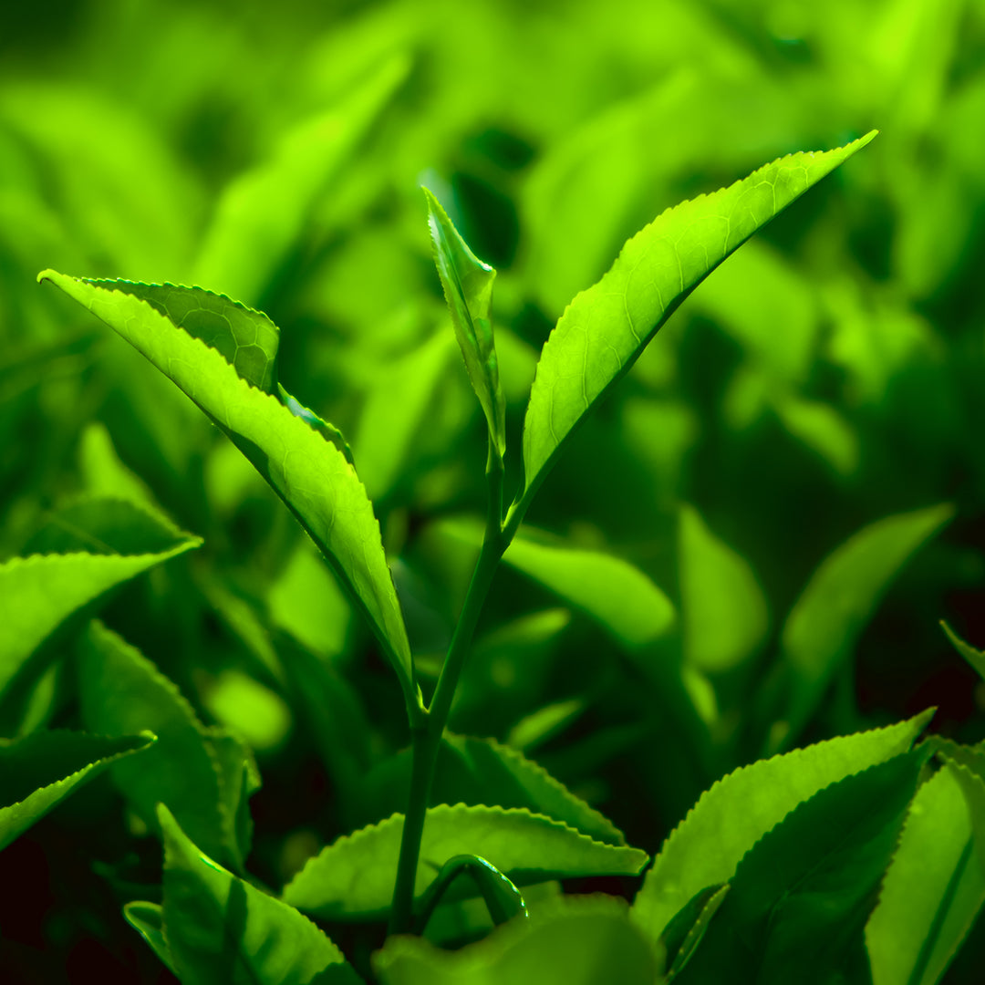 Coffee AMILANO - 10 Pods
