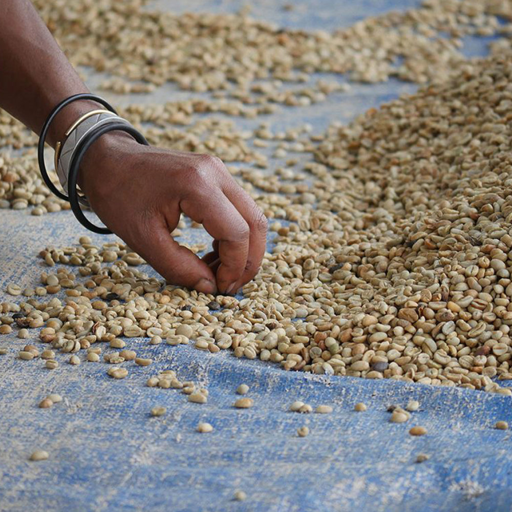 Coffee INDIA MALABAR - 10 Pods